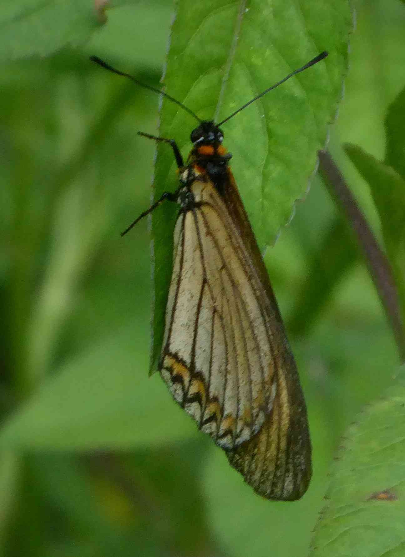 Acraea issoria formosana Acraea issoria formosana